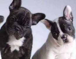 French Bulldog Black and White