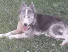 husky female arabt haylta mt3me