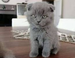 Scottish Fold little Kitten