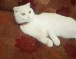 White scottish fold female, aged 1 year 3 ...