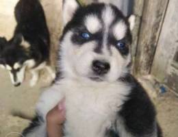 Husky puppy for sale