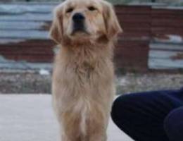 retriever golden