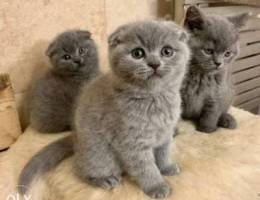 Scottish fold