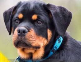 Buy the best Rottweiler puppy -