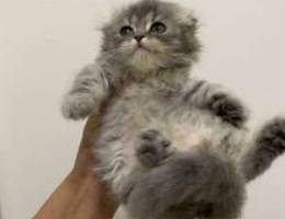 Scottish Fold Highland