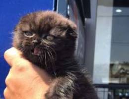 black brown scottish fold