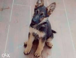 German Shepherd