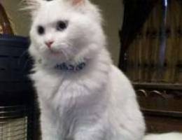 Male Persian cat 8 months for sale