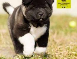 American Akita puppies for reservations