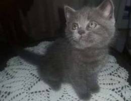 british short hair kitten for sale 1 Milli...