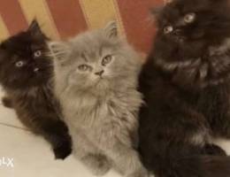 kittens for sale