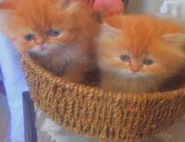 Hamalayin persian cats