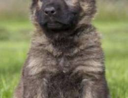 German shepherd