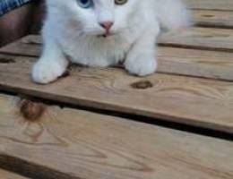 angora turkish cat