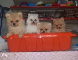 Puppies for sale