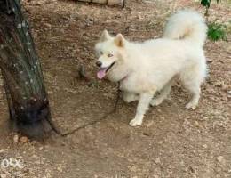 pure white husky long hair. 3omro sene