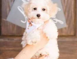 Bichon Maltese../