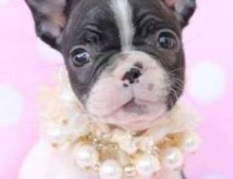 Frenchie !! (French Bulldog)