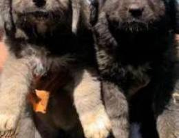 Caucasian shepherd puppies (kavkaz)