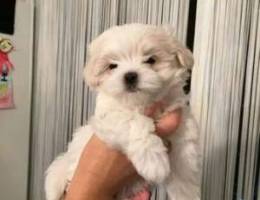 _ |\ Maltese Bichon MINI SIZE