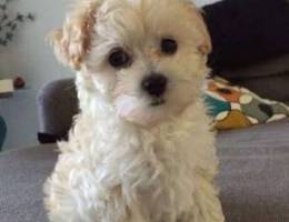 Bichon Maltese SMALL (Golden)