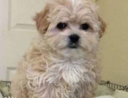 Bichon Maltese */- Brown and White ..