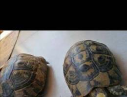 2 turtles for only 8 USD Ø³Ù„Ø­ÙØªÙŠÙ† Ù„Ù„Ø¨ÙŠØ¹ Ø¨Ø³ ...