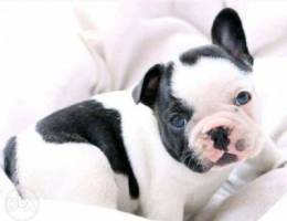 French Bulldog ( FRENCHIEEESS)