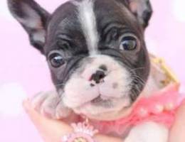 FRENCH BULLDog / Frenchie.