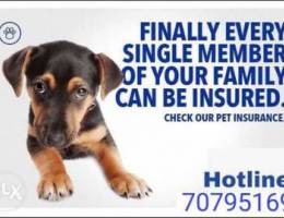 Pet Insurance