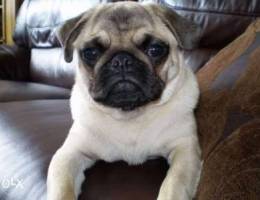 pug dog for sale