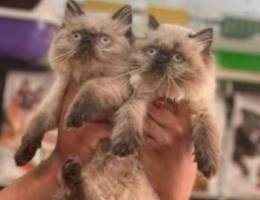 himalayan cats