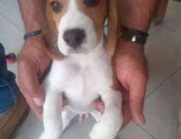 Beagle pure breed