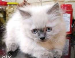 Ragdoll Cat for Sale