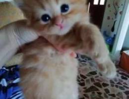 Cute Hemalayen flame kitten