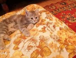 Persian male and female kittens for sale