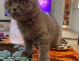 Scottish fold kitten