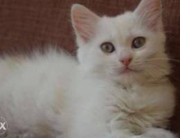 White kitten