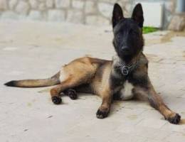 Malinois dog