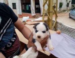 Ciberian husky puppies blue eyes