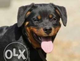 Female Rottweiler 5 months old