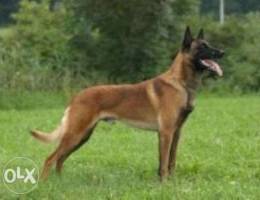 Imported Belgium Malinois