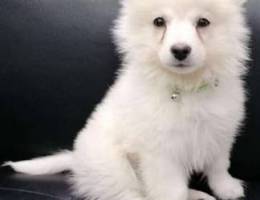 Pomeranian spitz