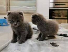 Scottish Folds