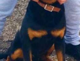 dog for sale rotweiler