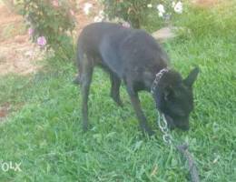 Female dutch shepherd for sale