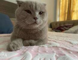 Male scottish fold