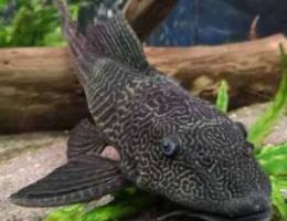 Pleco for sale Ø²Ø¨Ø§Ù„ Ù„Ù„Ø¨ÙŠØ¹