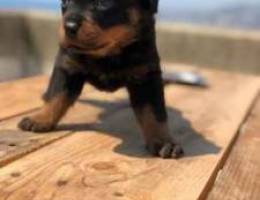 Rottweiler puppies