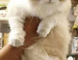 ragdoll male for mating needed